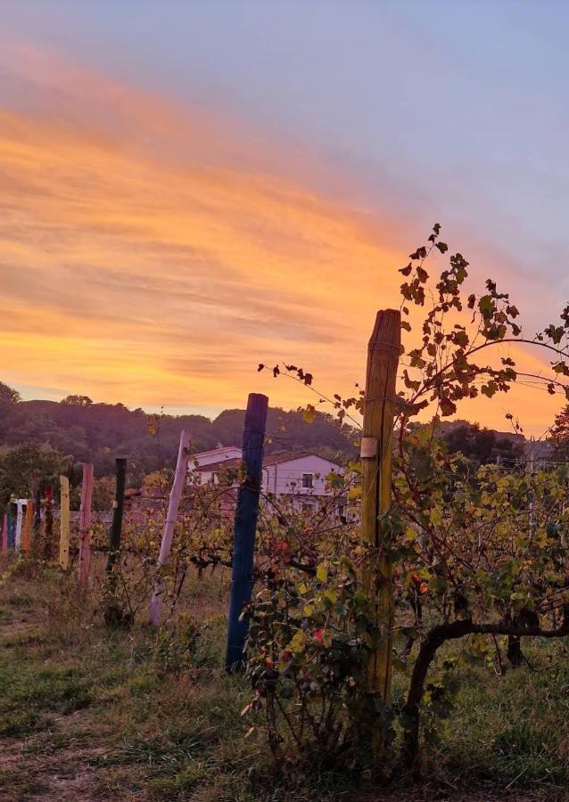 La Casa Nella Vigna Colline Del Vino Apartment คาปานโนริ ภายนอก รูปภาพ